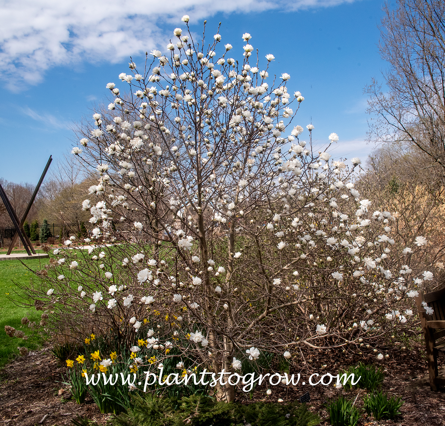 White Rose Magnolia Magnolia X Loebneri Plants To Grow Plants 